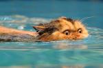 211098-swimming-cat