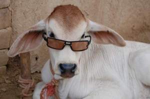 funny-calf-in-goggles